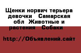 Щенки норвич терьера девочки - Самарская обл. Животные и растения » Собаки   